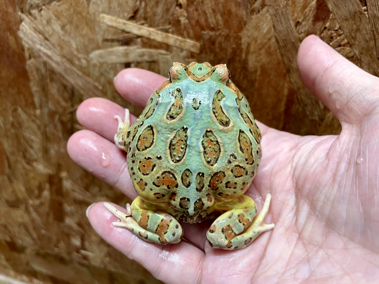 クランウェルツノガエル(2)