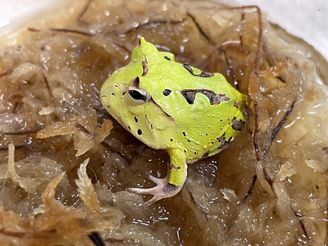 アマゾンツノガエル カエル図鑑