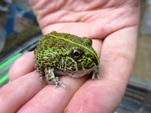 アフリカウシガエル(9)