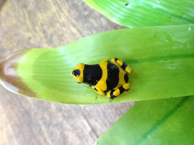 キオビヤドクガエル(6)