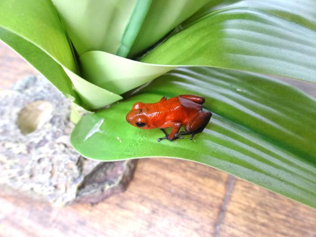 イチゴヤドクガエル(5)