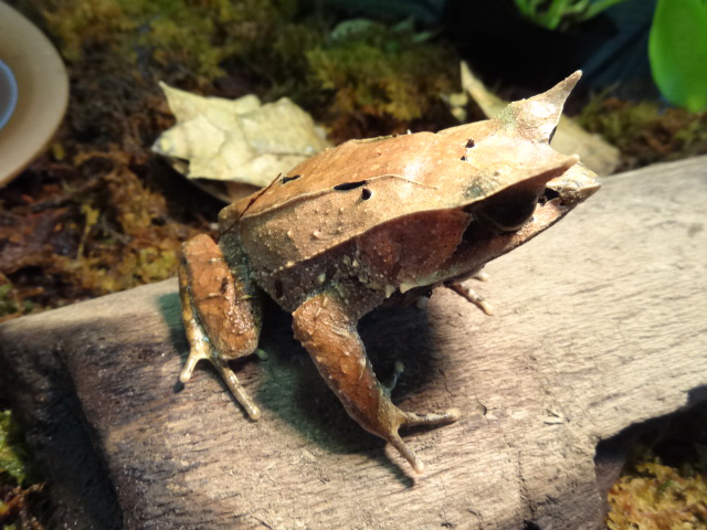 ミツヅノコノハガエル(12)