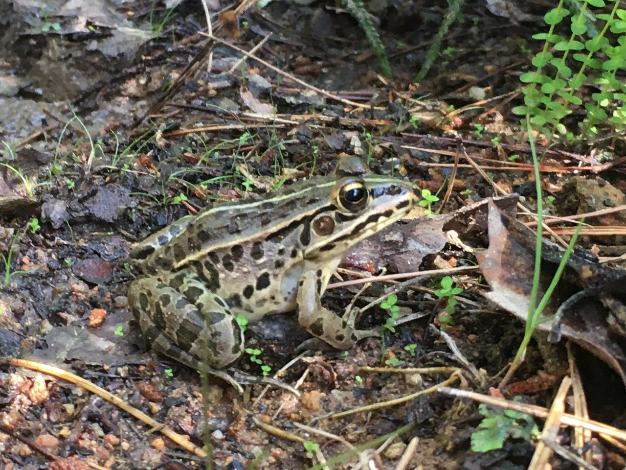 トノサマガエル(5)