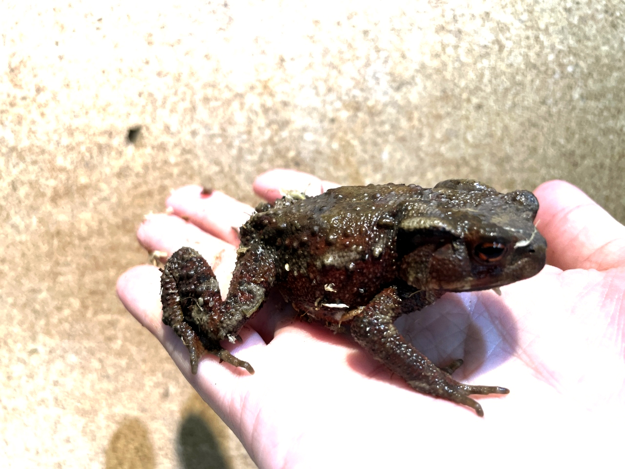 ニホンヒキガエル(3)