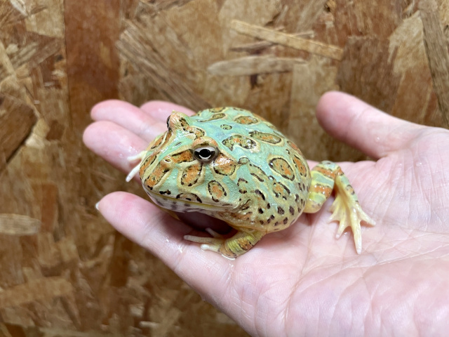 クランウェルツノガエル