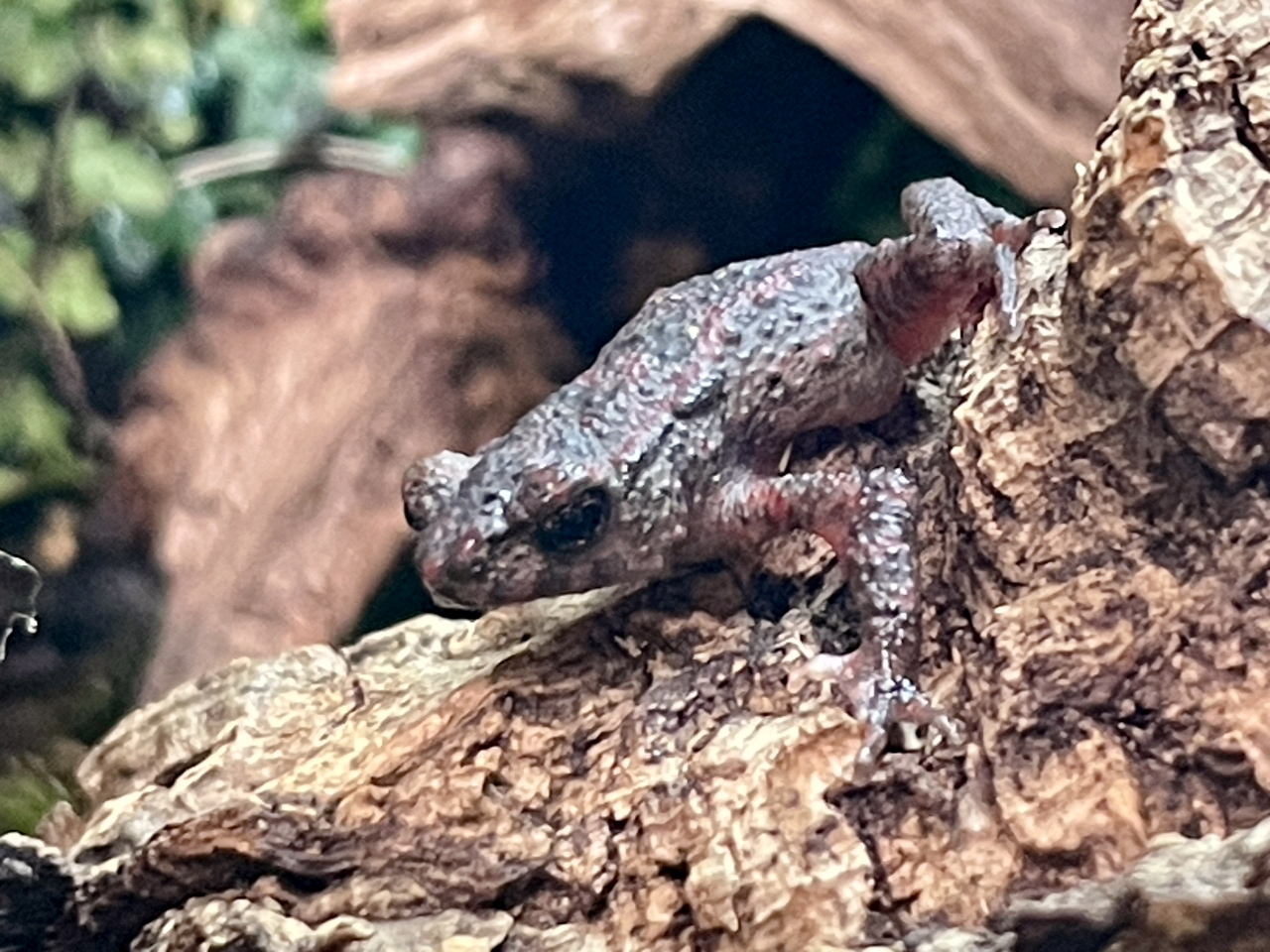 チシブキホソヒキガエル(4)