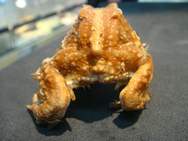 ミヤコヒキガエル(3)