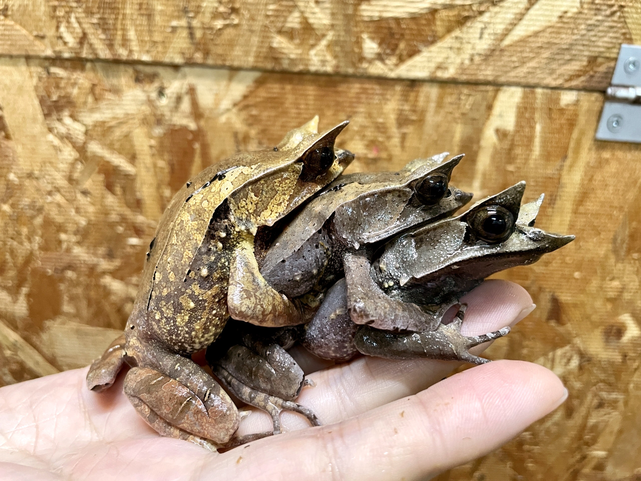 ミツヅノコノハガエル(7)