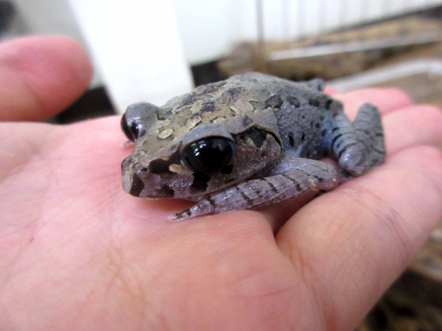 ハッセルトウデナガガエル