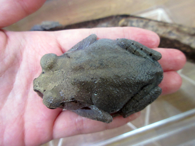 ハッセルトウデナガガエル(2)