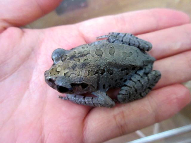 ハッセルトウデナガガエル(3)