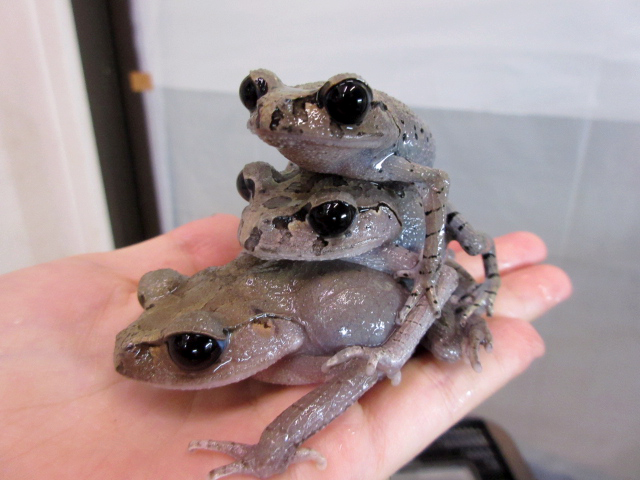 ハッセルトウデナガガエル(4)