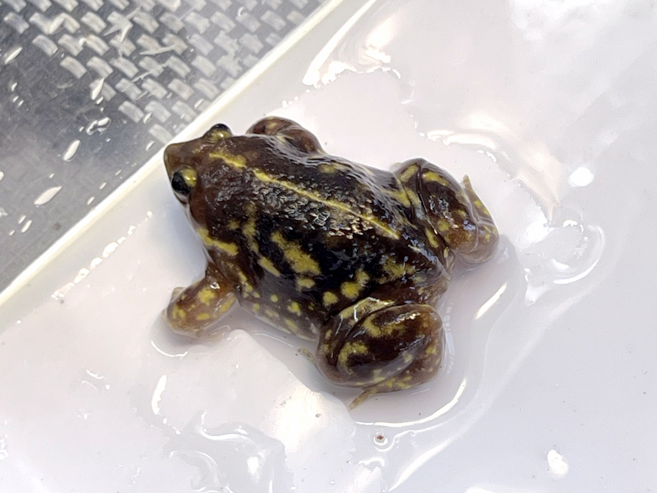 マダラアナホリガエル(4)
