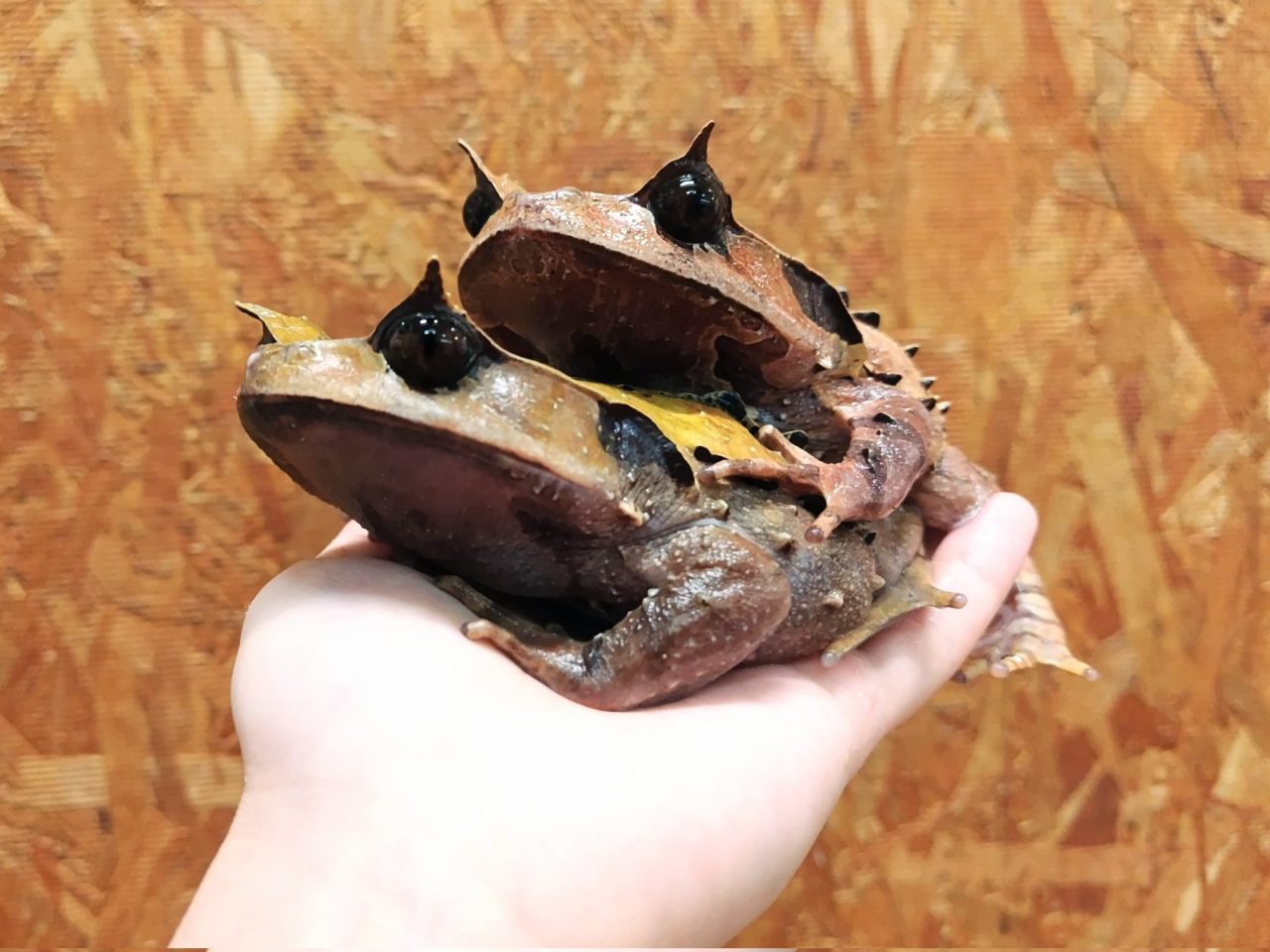 インターメディアフトコノハガエル(2)