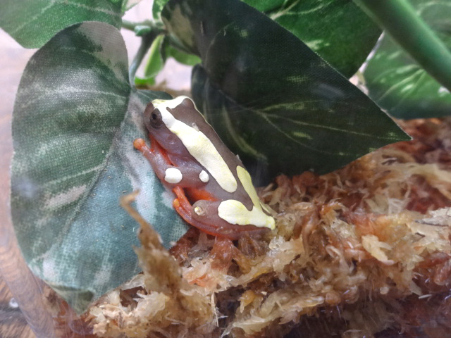 フチドリアマガエル