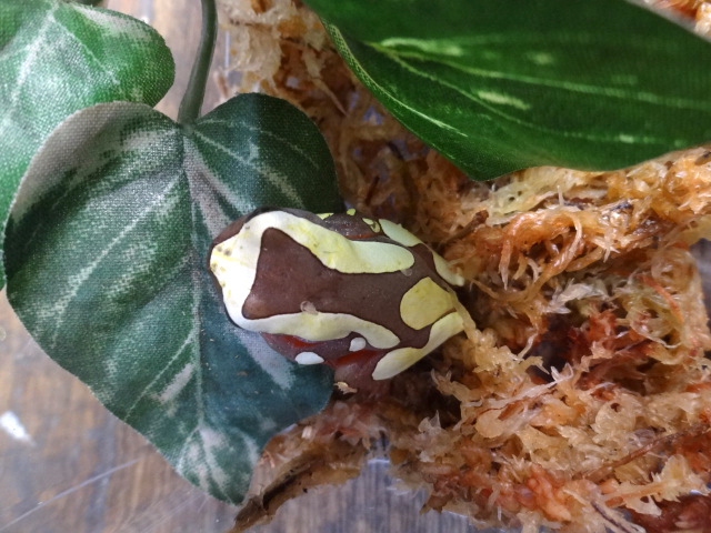 フチドリアマガエル(2)