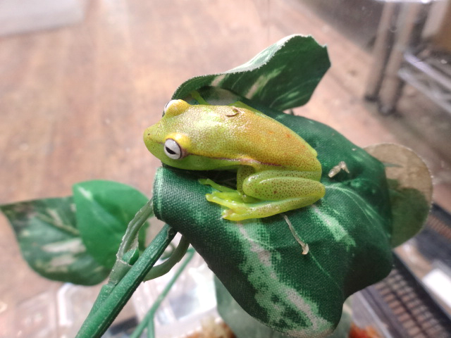 ブチアマガエル