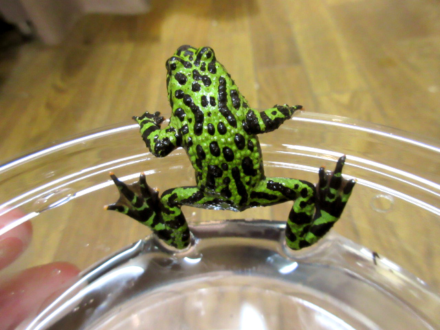 チョウセンスズガエル(1)