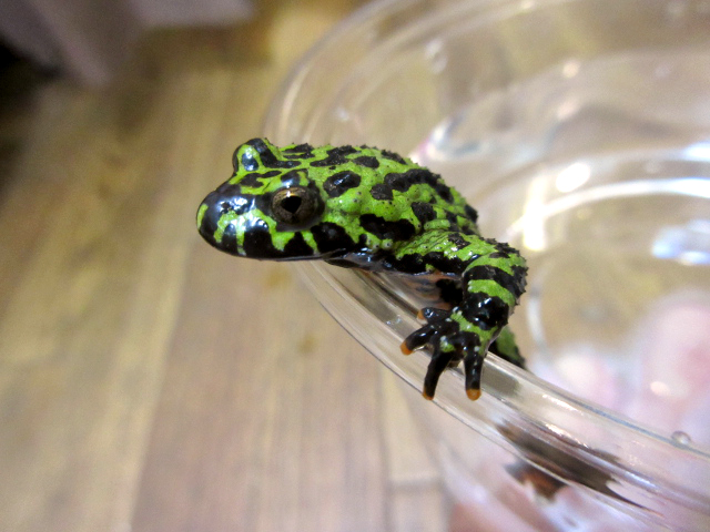 チョウセンスズガエル(2)