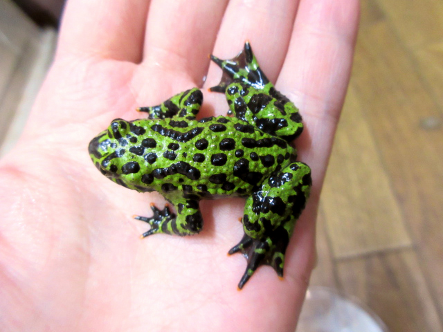 チョウセンスズガエル(4)
