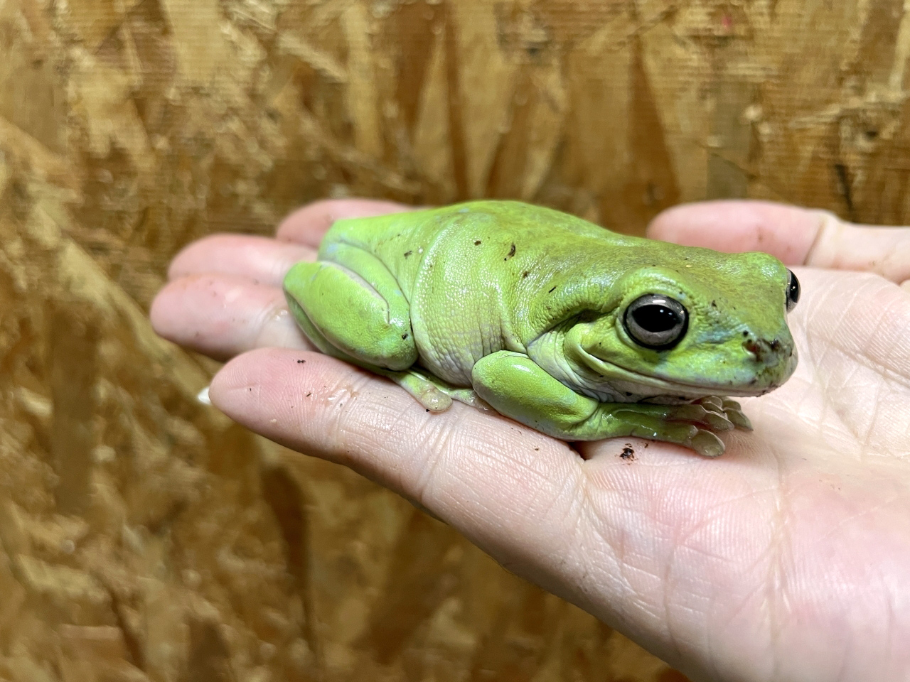 イエアメガエル(7)