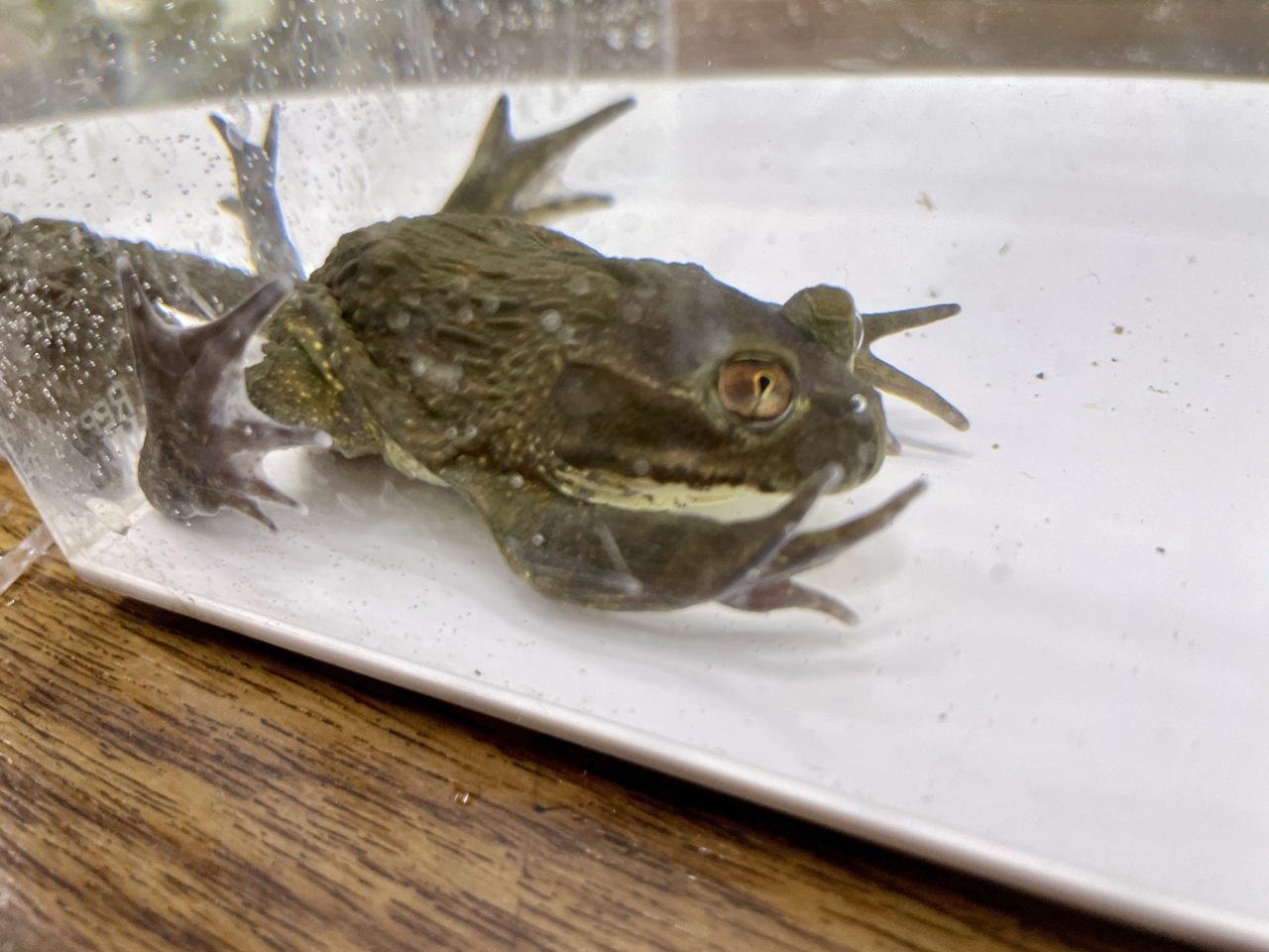 ヘルメットガエル(3)