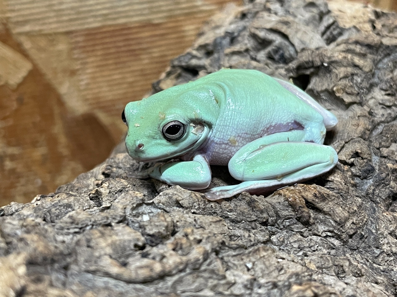 イエアメガエル カエル図鑑frogs イエアメガエル カエル図鑑frogs