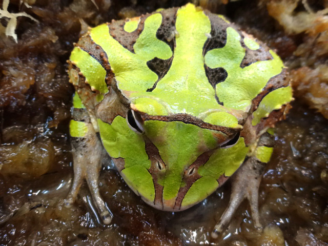 アマゾンツノガエル(11)