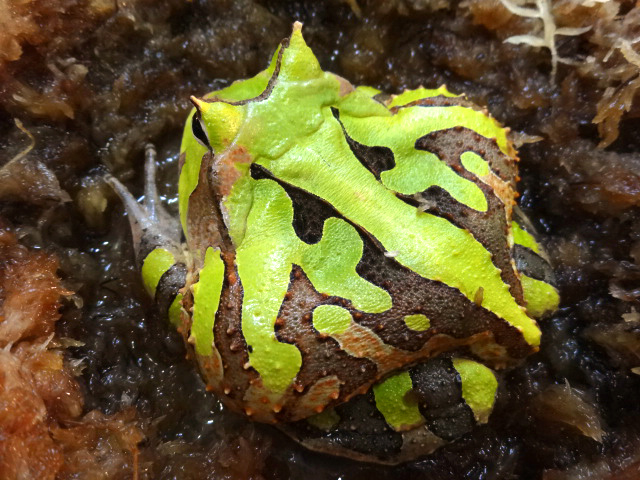 アマゾンツノガエル(12)