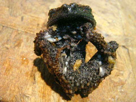 ゴードンモッシーフロッグ(8)