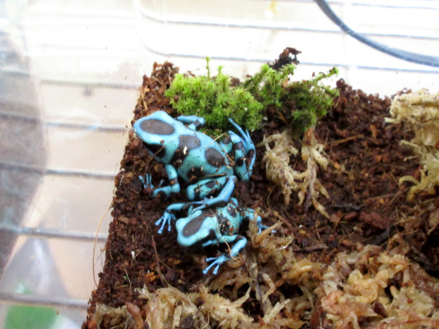 マダラヤドクガエル(8)