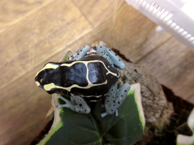 アイゾメヤドクガエル(4)