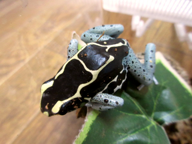 アイゾメヤドクガエル(3)