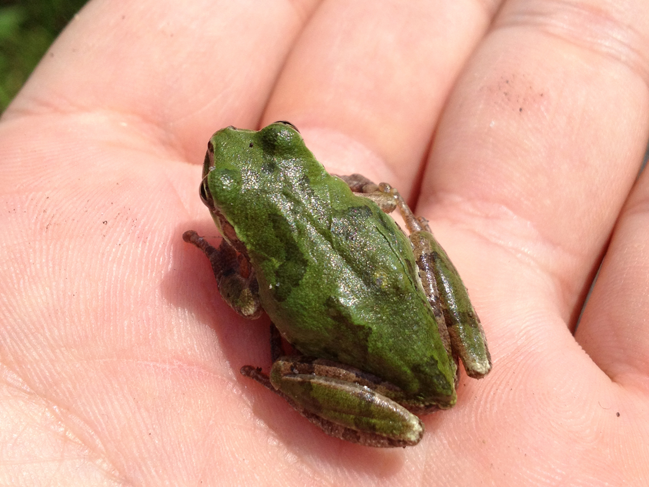 ニホンアマガエル(4)