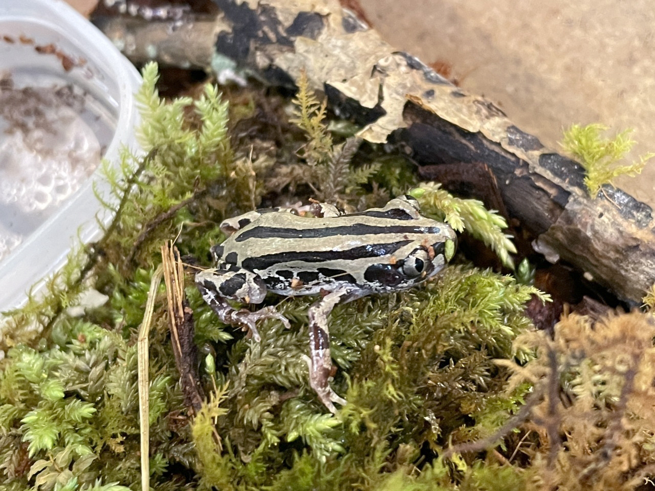 セネガルガエル(3)