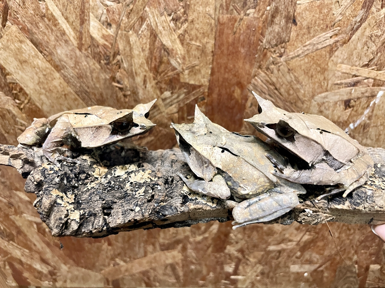 ミツヅノコノハガエル(8)