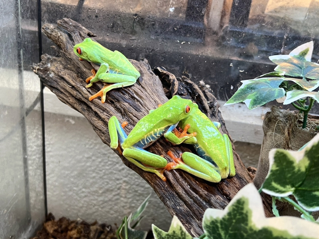アカメアマガエル(2)