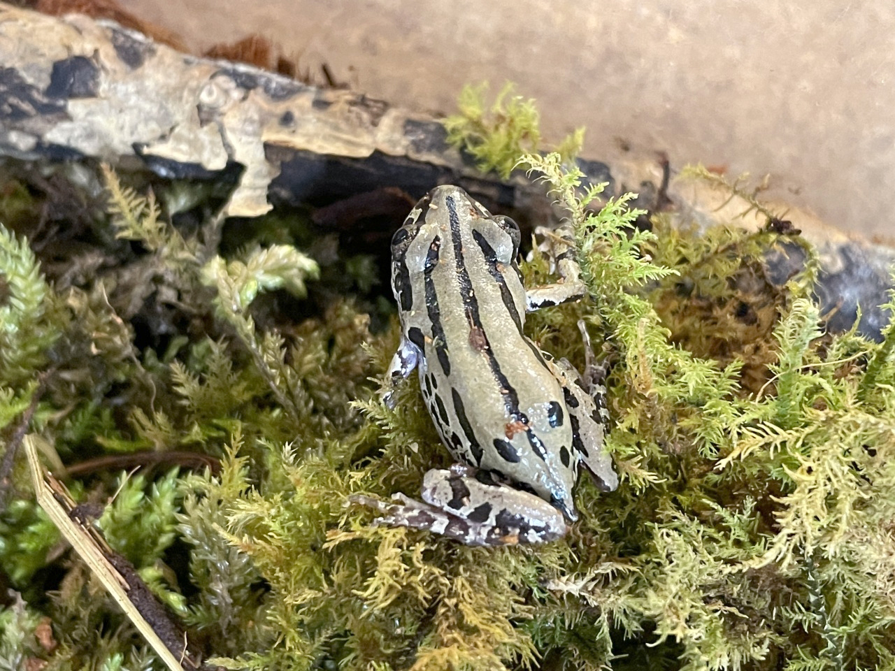 セネガルガエル(2)