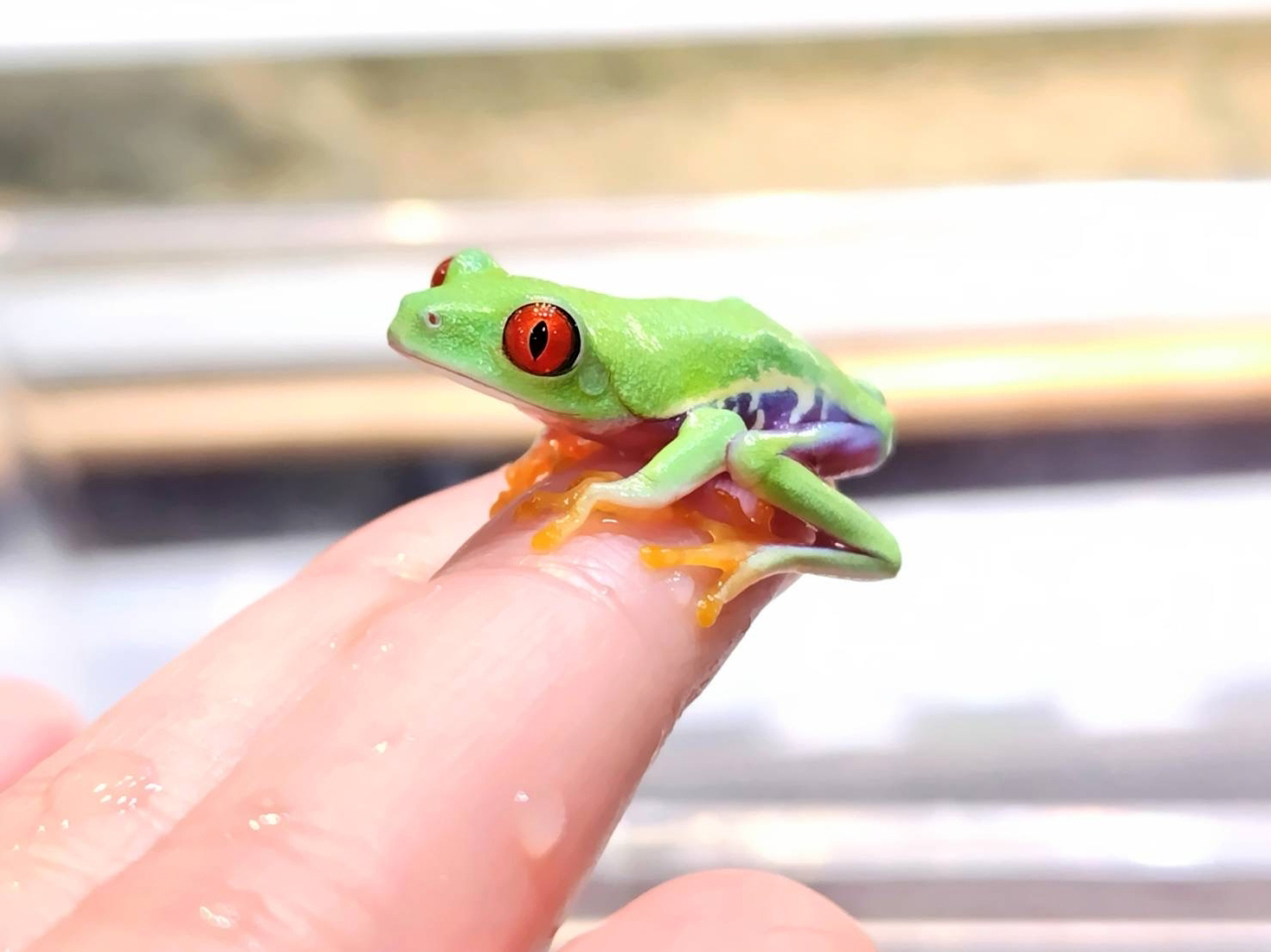 アカメアマガエル(1)