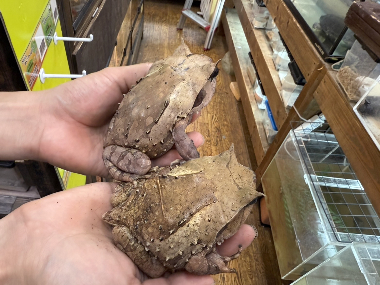 インターメディアフトコノハガエル(5)