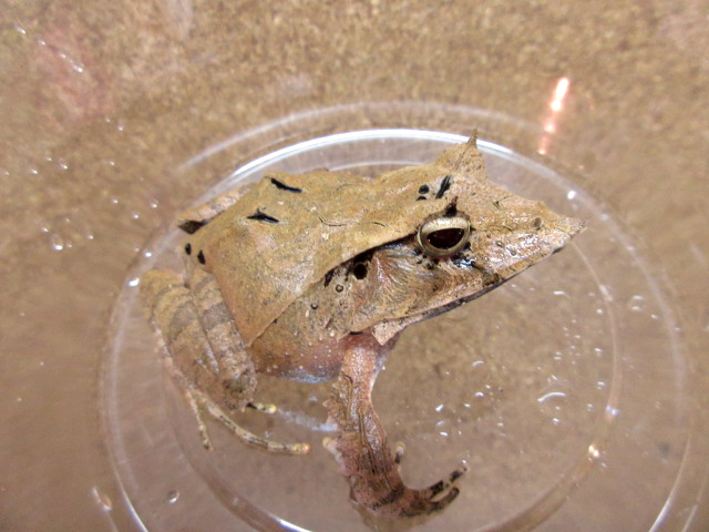 ハナトガリガエル(5)