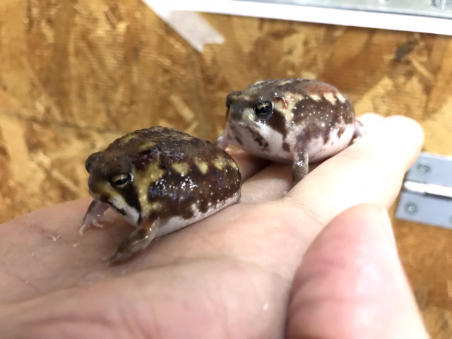 ネイチャーテクニカラーFLOCKY 土まみれのフクラガエル