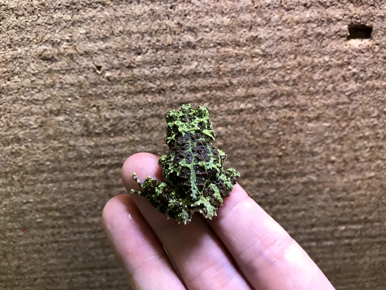 ベトナムモッシーフロッグ(4)