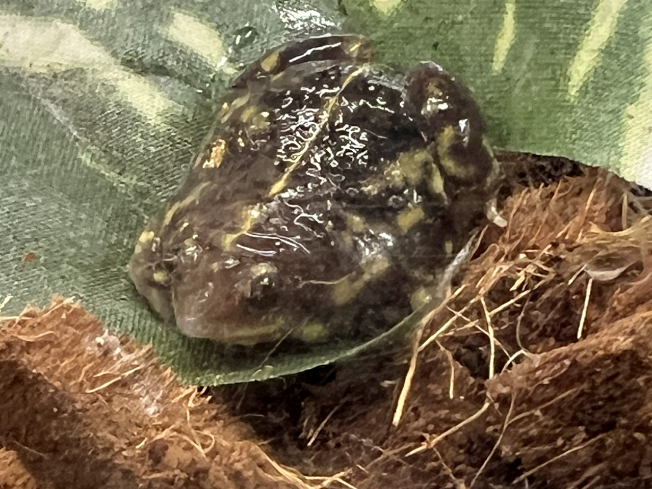 マダラアナホリガエル(3)