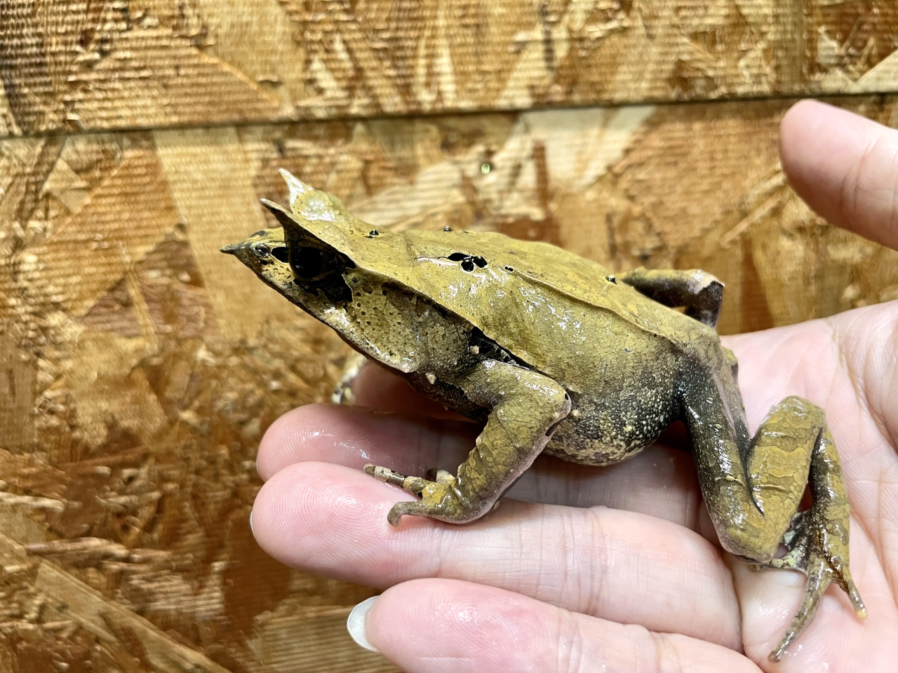 ミツヅノコノハガエル(5)