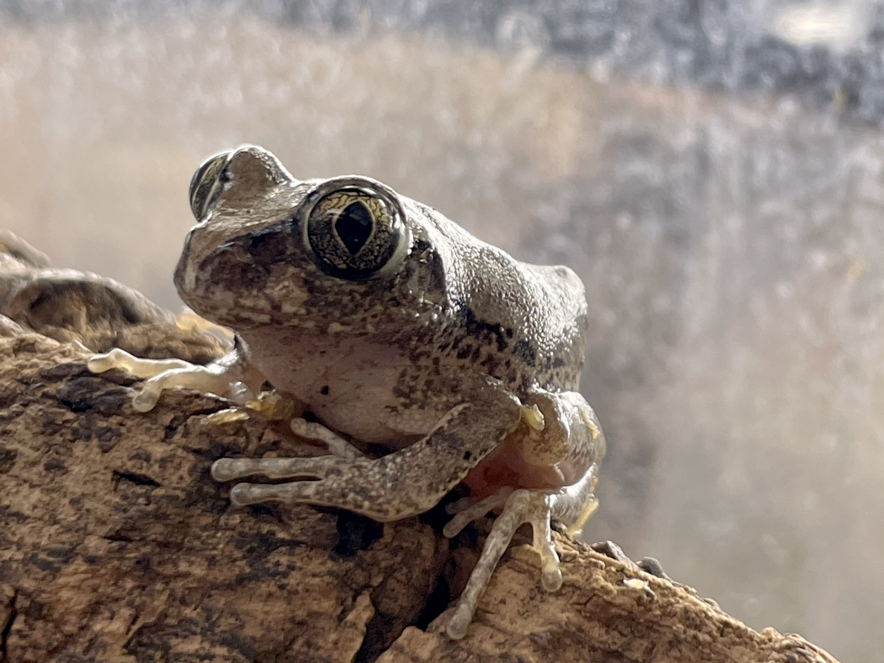 ヴィリディスオオクサガエル(6)