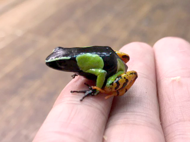 バロンアデガエル(1)