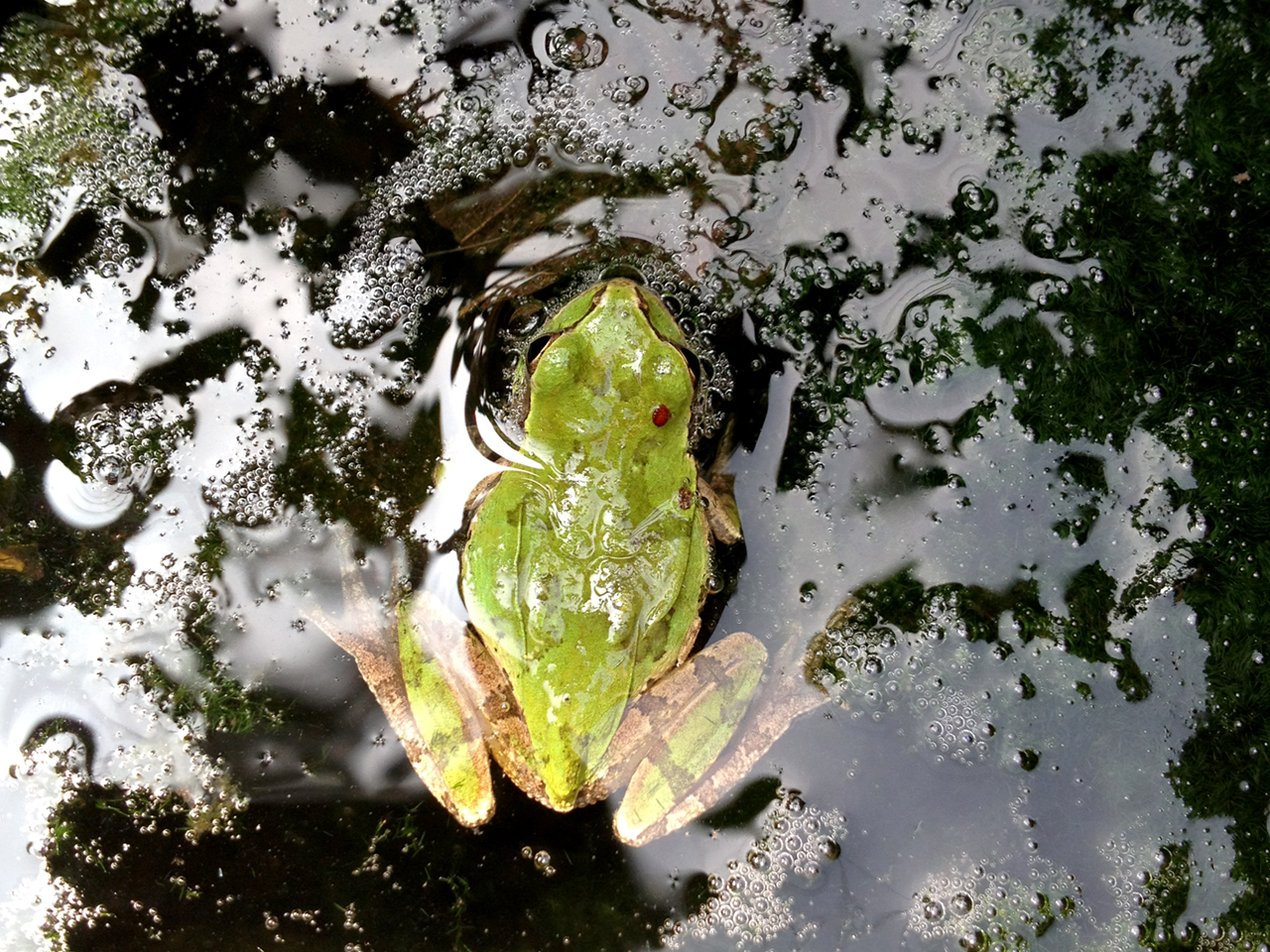 ニホンアマガエル(1)