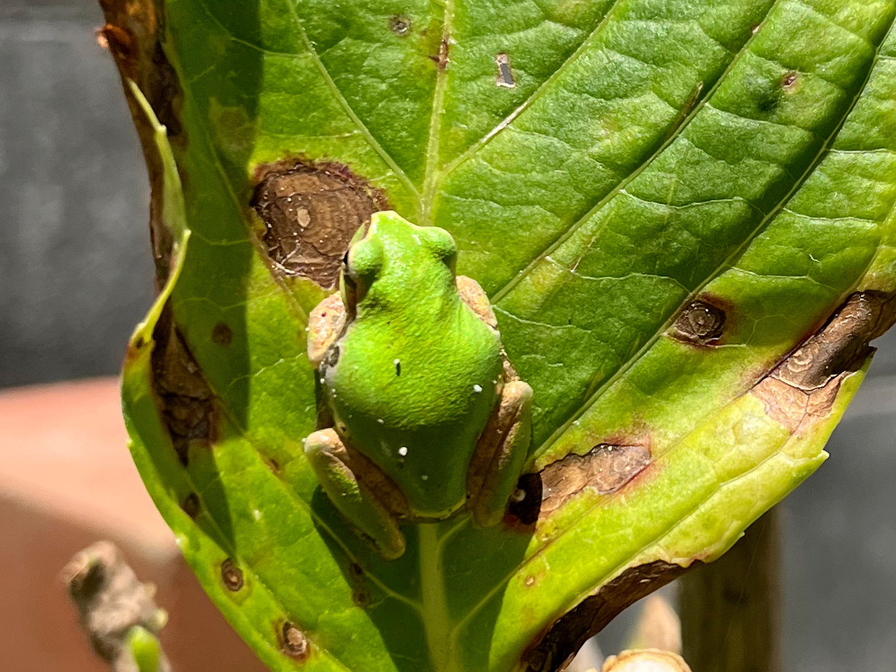 ニホンアマガエル(5)