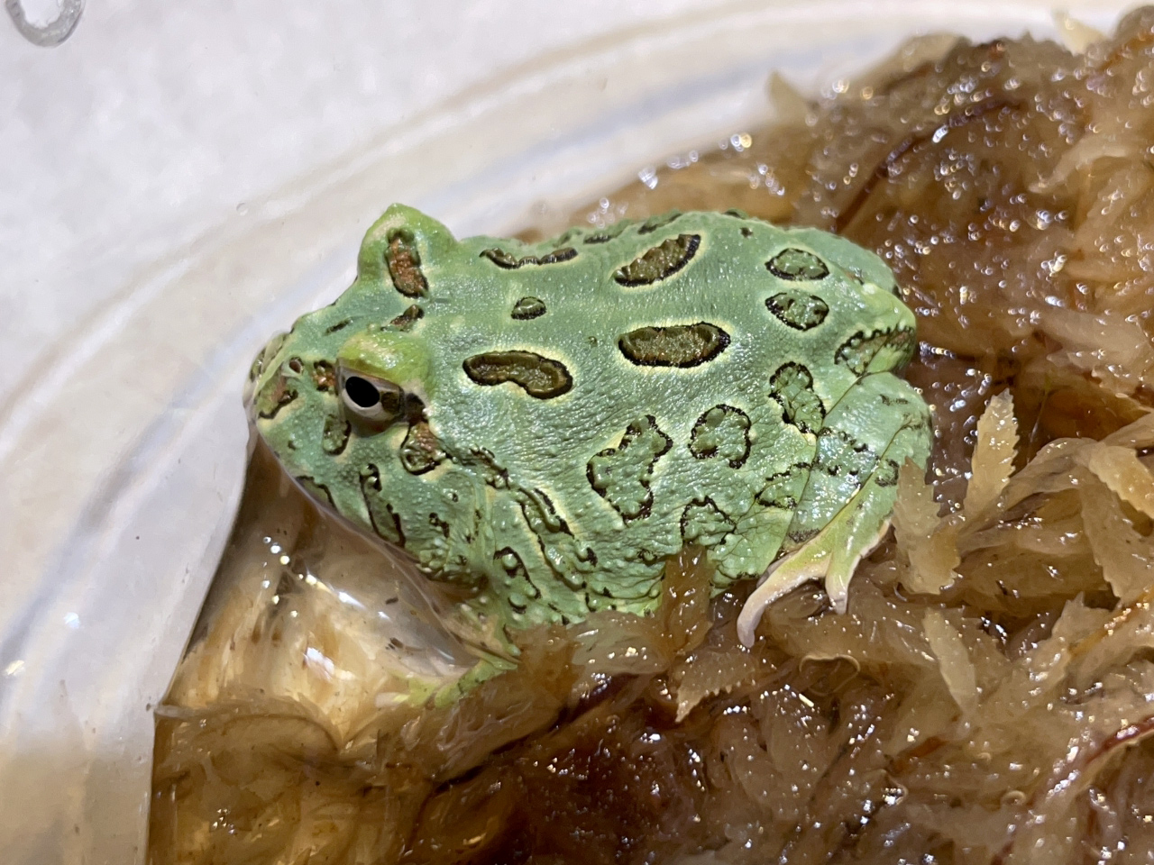 クランウェルツノガエル(6)